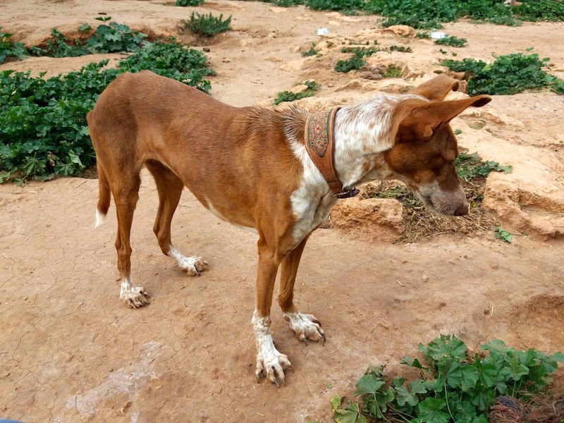 KALIFA3.jpg