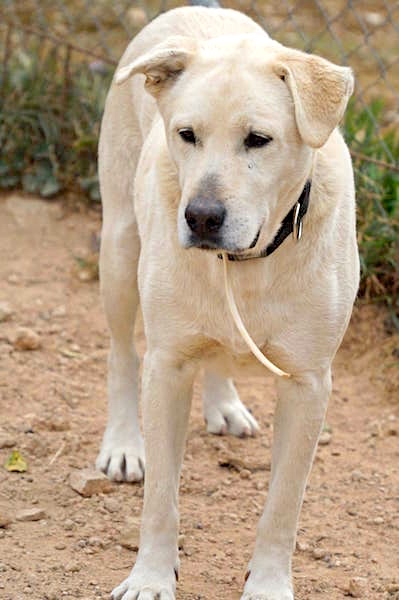 CARLOS3.jpg