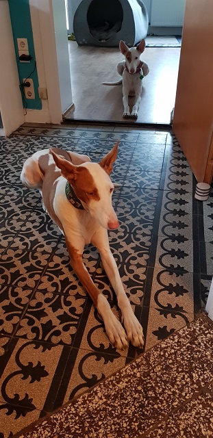 20190405_182737_resized_1.jpg