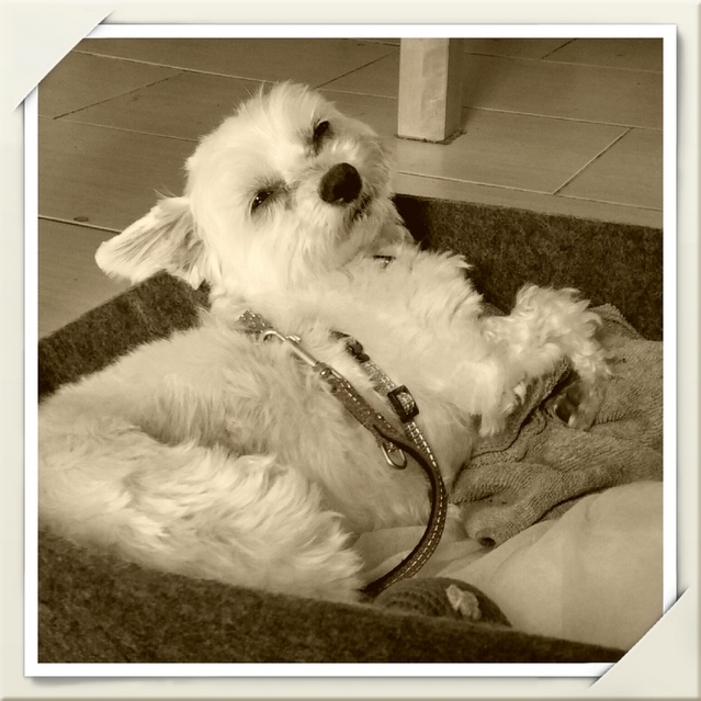 Esti im Körbchen.jpg