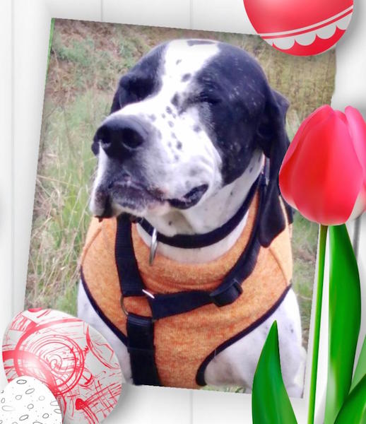 JUPPI Ostern.jpg