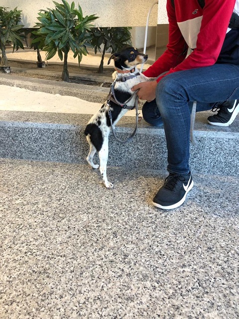 Florenzio im Hunde-Wartebereich am Flughafen PMI.jpg