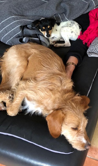 6F - Florenzio chilled mit Jordi und Frauchen auf dem Sofa.jpg