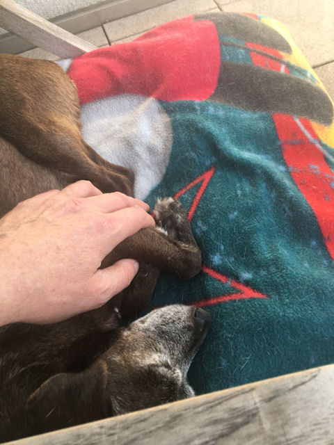 Chillen mit Herrchen.JPG