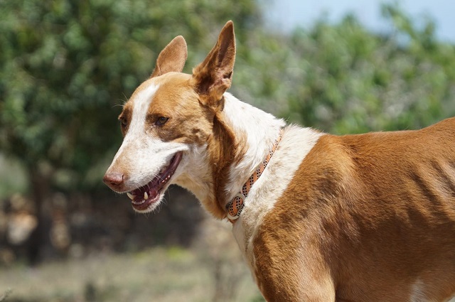 WhatsApp Image 2019-05-14 at 14.36.56.jpeg