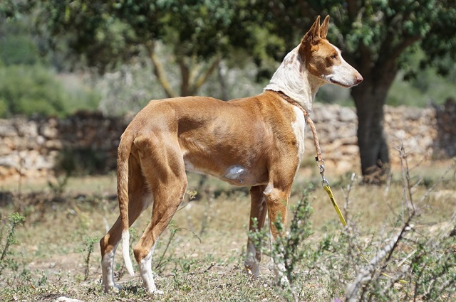 WhatsApp Image 2019-05-14 at 14.36.58.jpeg