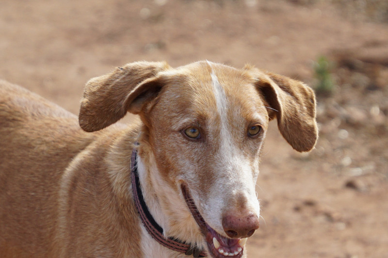 SIMBA_2dc65c8d-e04b-4d6b-9786-6e34693ca9e1.jpg