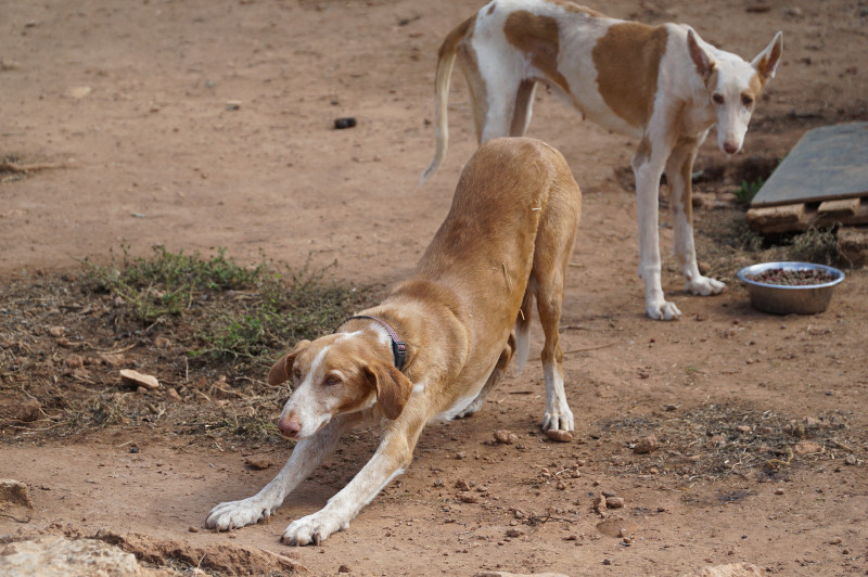 SIMBA_13d74bd0-87bf-4d99-b1dc-14ebc39b005e.jpg
