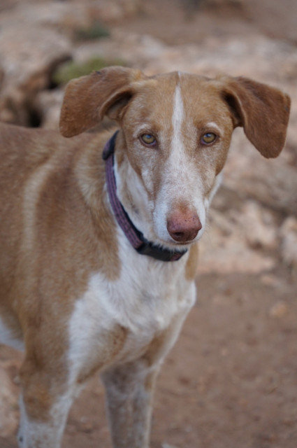 SIMBA_c8705a65-19ab-478b-97b7-c570d23e356b.jpg
