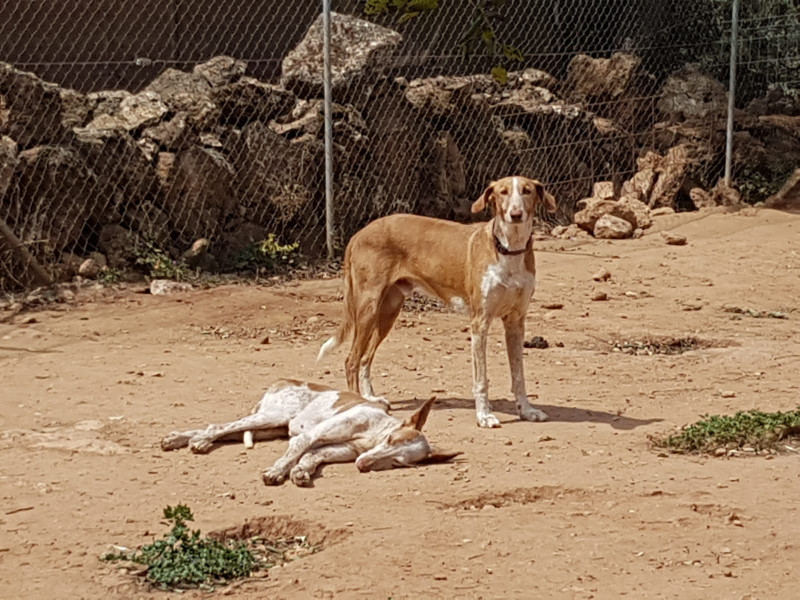 SIMBA_e34ruz83742.jpg