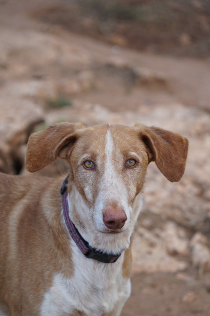 SIMBA_ffaeeb4b-7852-42ec-a783-eab1410aed2a.jpg