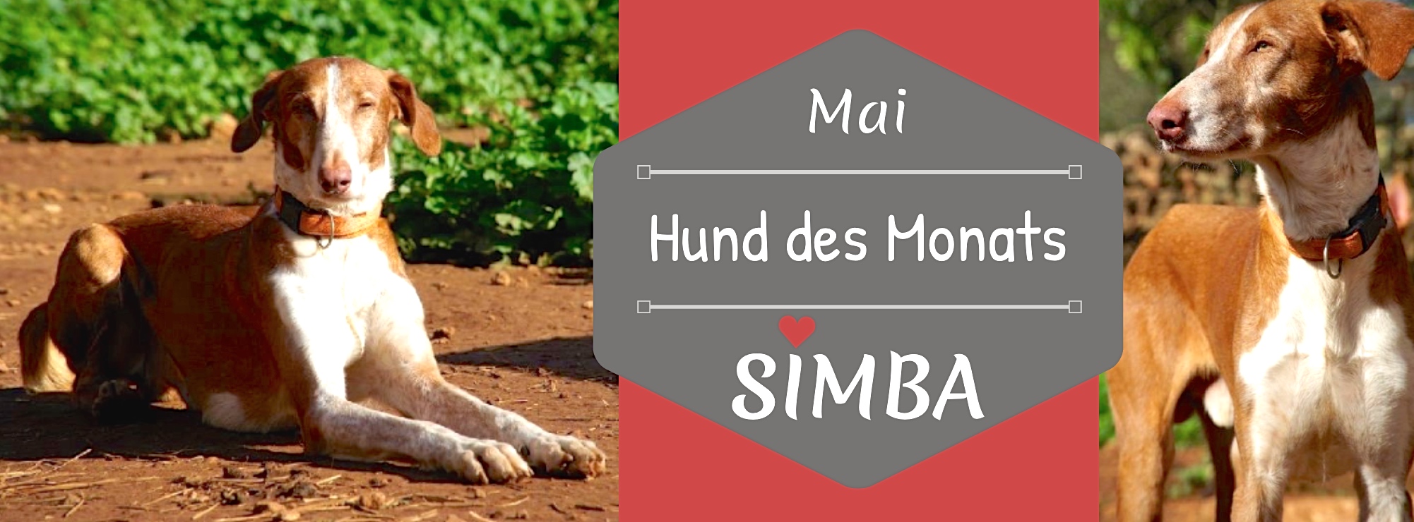 Simba.jpg