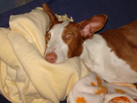 ohh wie bequeeeem.JPG