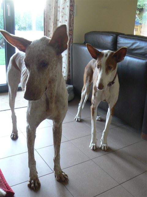 Rani und BEnito.JPG