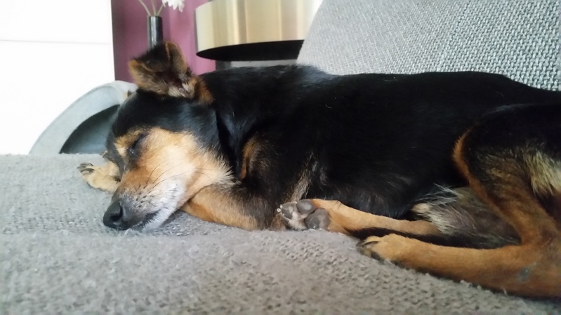 Luckys träumt von seinem Zuhause.jpg
