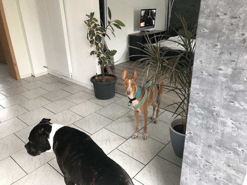 IMG_6631.jpeg