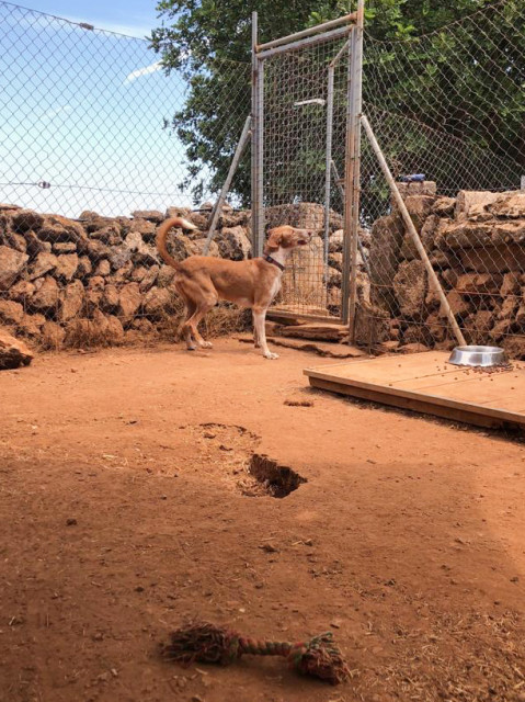 SIMBA_f972018d-fdd4-47c8-8250-b42969cd70c0.jpg