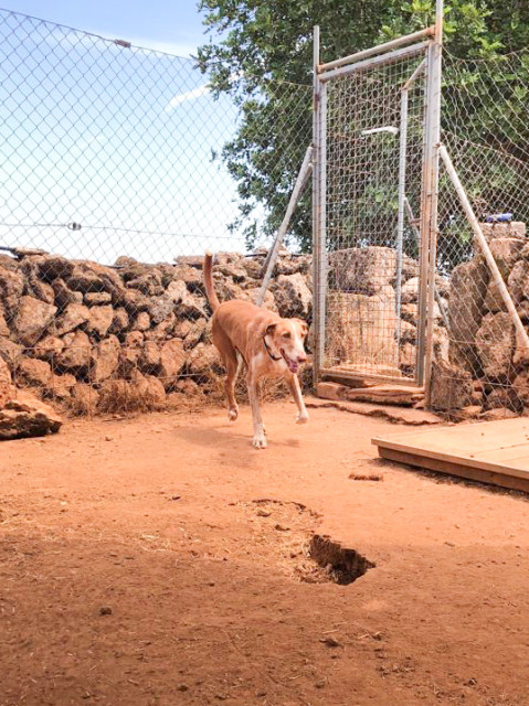 SIMBA_bf3bb473-02ea-4cfb-8073-27ed30f450a6.jpg