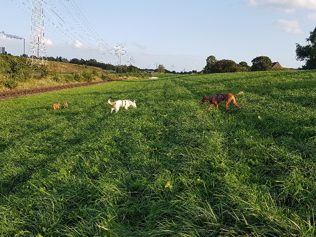 20190819_190824.jpg