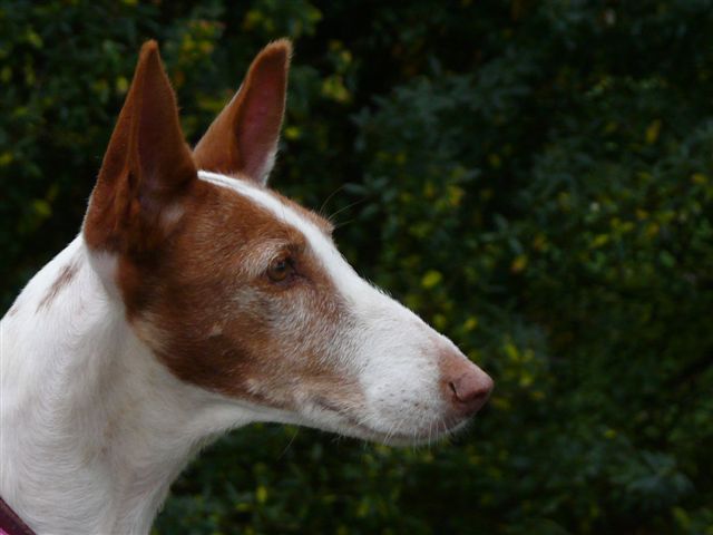Rani Portrait.jpg