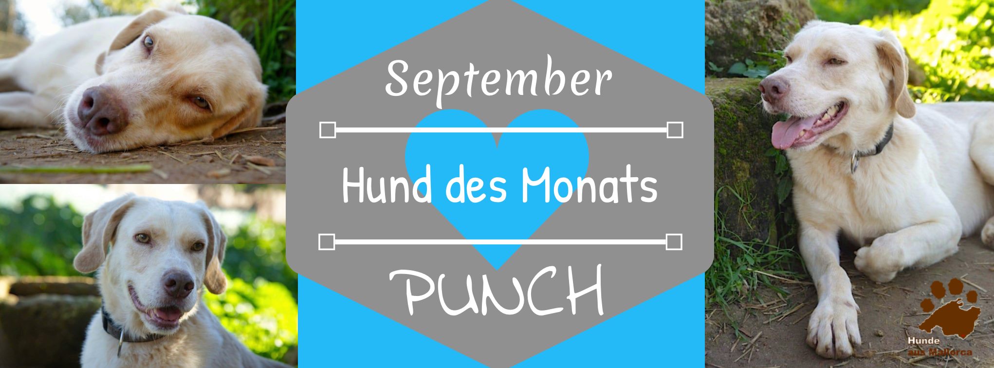 PUNCH 1.jpg