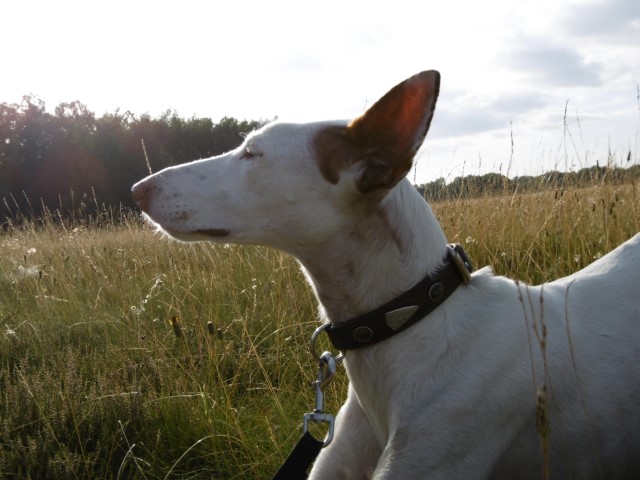 P1000066 (HaM).JPG