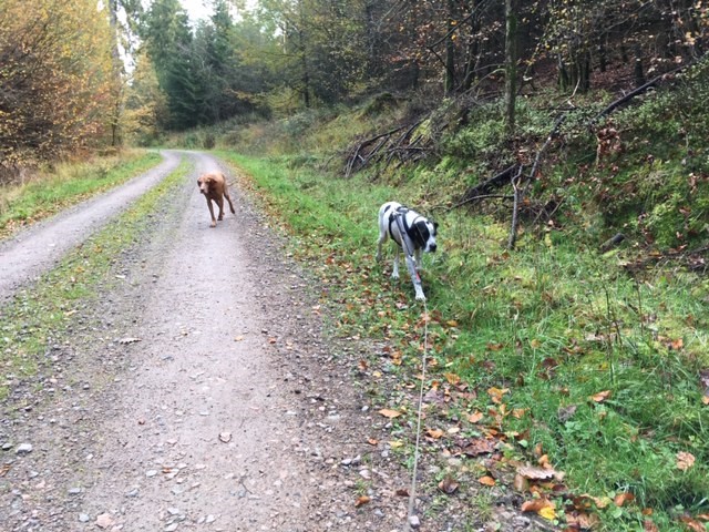Hannes und Pluto im Wald.jpg