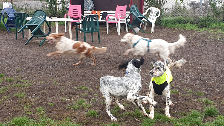 HundewieseHaM_011119_02.jpg