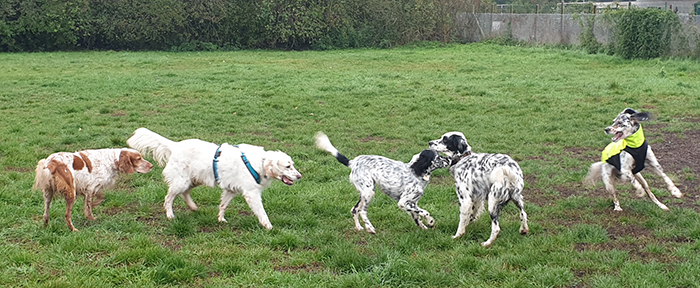 HundewieseHaM_011119_01.jpg