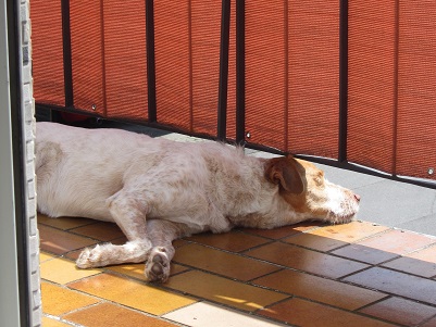 blanca40.jpg