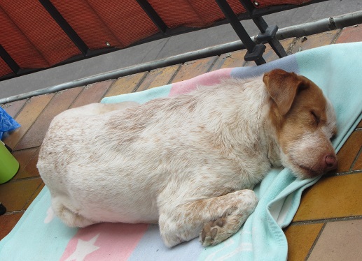 blanca50.jpg