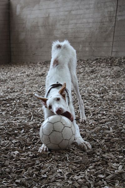 Samir Ball_1.jpg