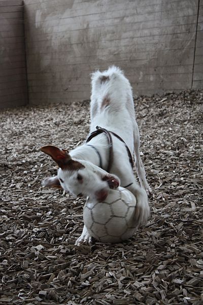 Samir Ball_2.jpg