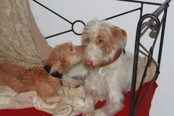 Pelle und Ernie_13.jpg