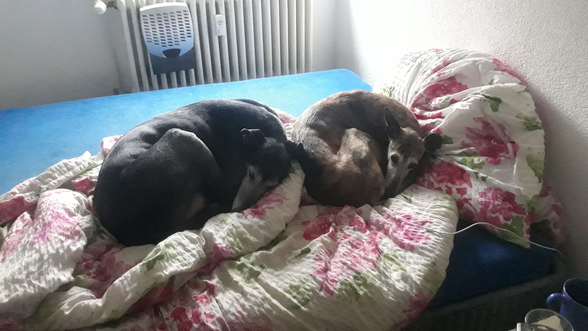 GRETA und CORBIN.jpg