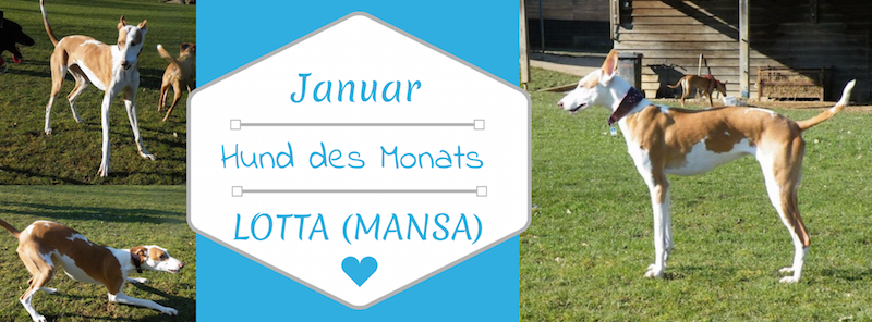 MANSA.png