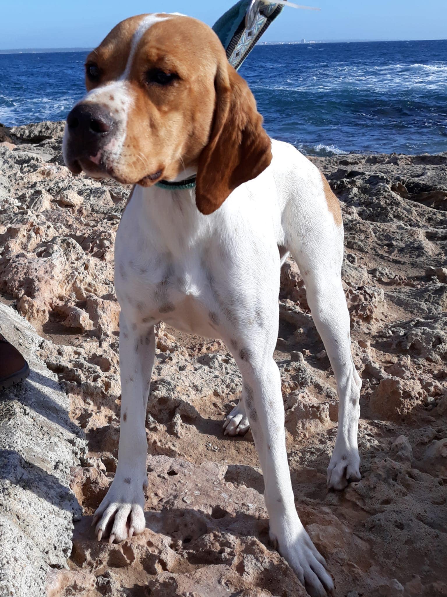 COSITA2.jpg