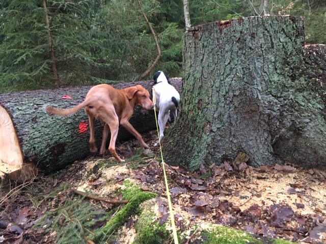 Pluto-Hannes im Wald.jpg