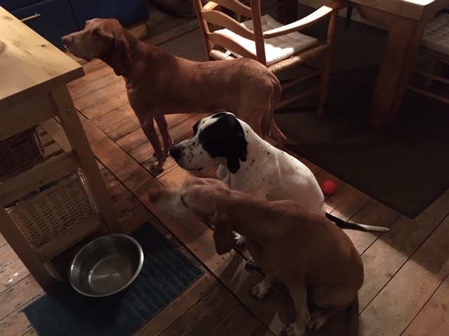 Pluto-Hannes-Lola zu Besuch.jpg