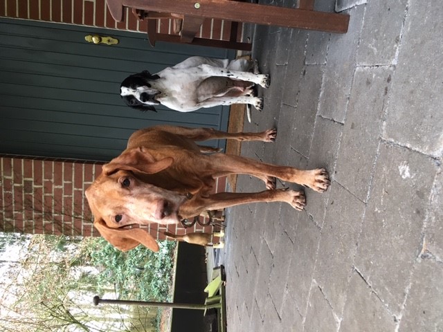 Pluto und Hannes.jpg