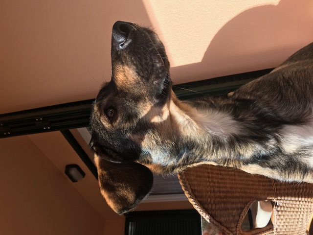 Chico.jpg