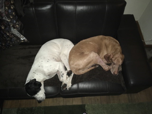 Hannes & Pluto - best friends.jpg