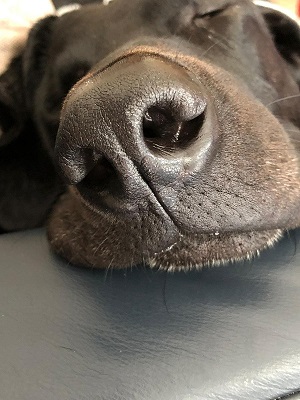 190715_Guapo_Nose_klein_2.jpg