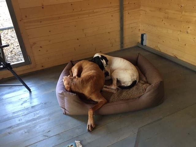 die sind so toll.jpg