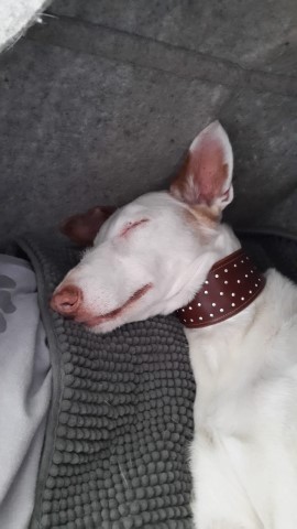 WhatsApp Image 2020-04-05 at 14.09.31.jpeg