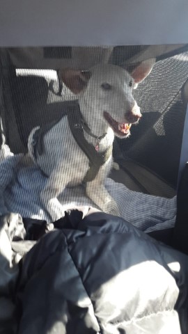 WhatsApp Image 2020-04-05 at 14.09.45.jpeg