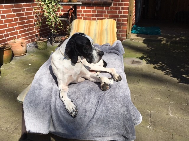 König der Gartenliege.jpg