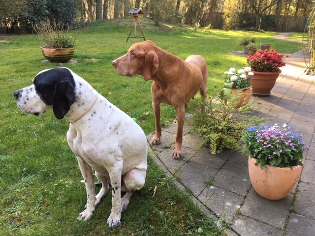 Hannes + Pluto 1.jpg