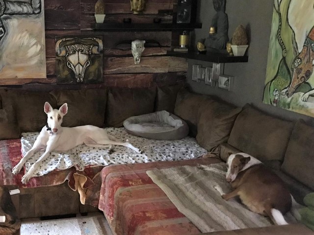 WhatsApp Image 2020-05-24 at 19.51.25.jpeg