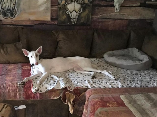 WhatsApp Image 2020-05-24 at 19.52.39.jpeg